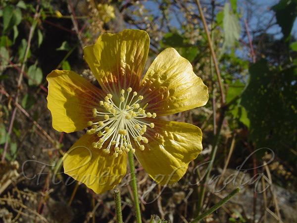 Persian Mallow